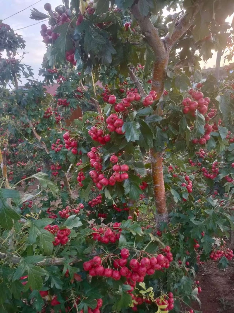 精品甜红子大果，香甜可口，量大优惠，欢迎进店