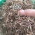 一枝蒿草中药材一支蒿保证质量大货供应合作共赢