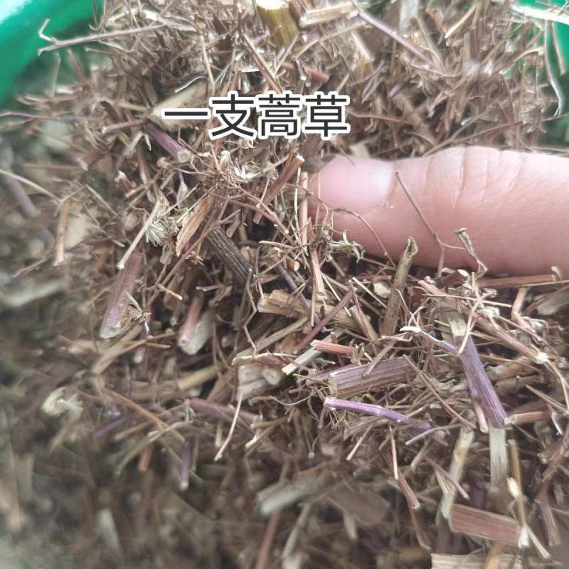 一枝蒿草中药材一支蒿保证质量大货供应合作共赢