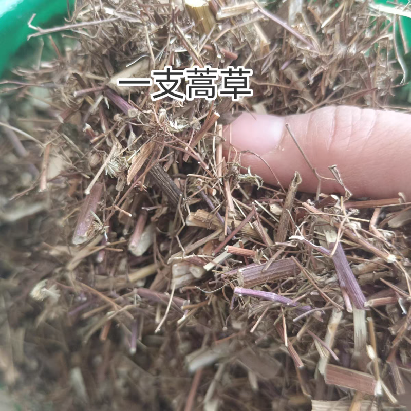 一枝蒿草中药材一支蒿保证质量大货供应合作共赢