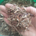 一枝蒿草中药材一支蒿保证质量大货供应合作共赢