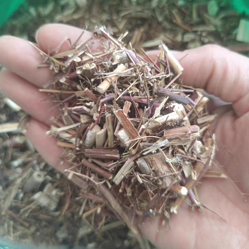 一枝蒿草中药材一支蒿保证质量大货供应合作共赢