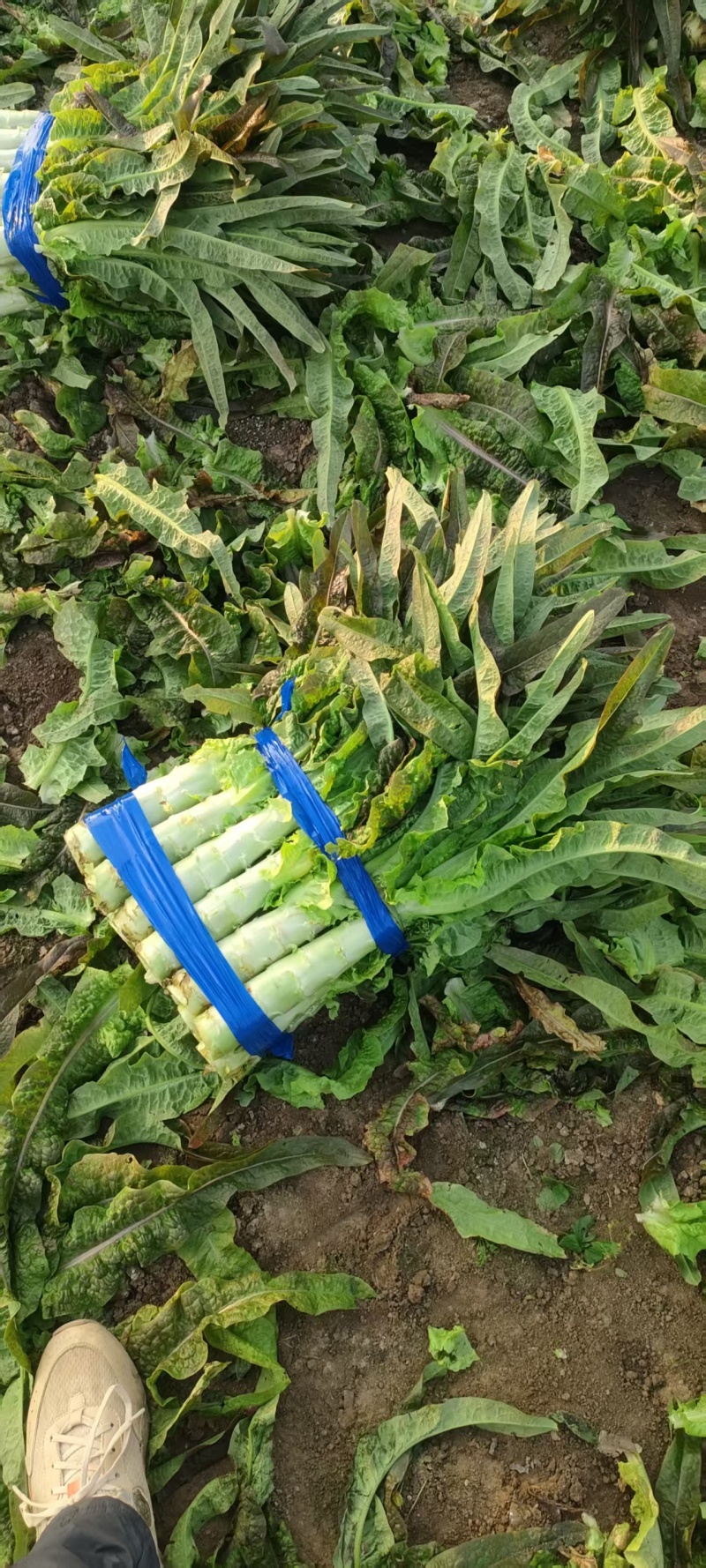 青皮莴笋红叶莴笋产地一手货源量大优惠对接全国商超