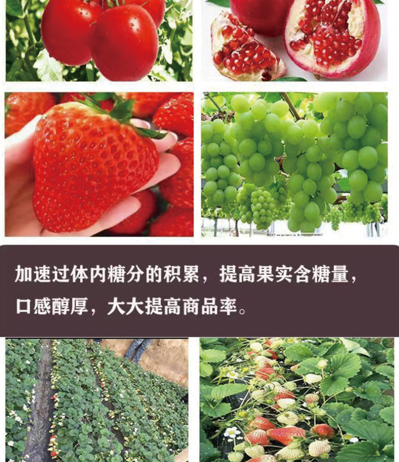 膨豪牛膨果功能水溶肥茄子辣椒西红柿草莓果树