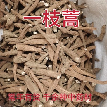 一枝蒿中药材一支蒿根雪上一支常年供应诚信经营