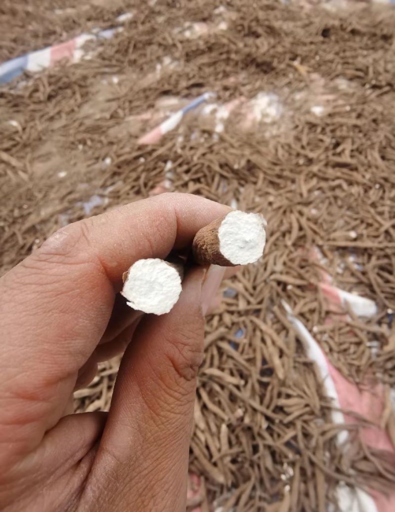 一枝蒿中药材一支蒿根雪上一支常年供应诚信经营