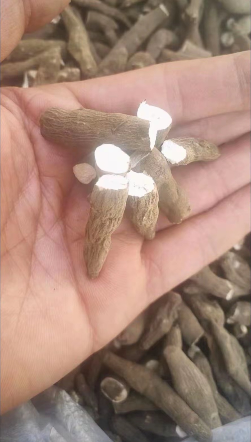 一枝蒿中药材一支蒿根雪上一支常年供应诚信经营