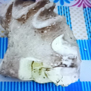 野生羊宝