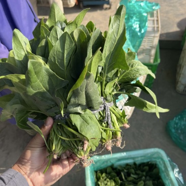 本地菠菜