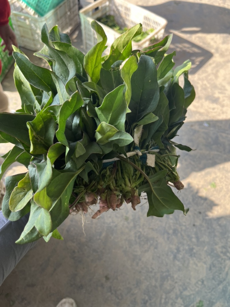 本地菠菜