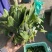 本地菠菜