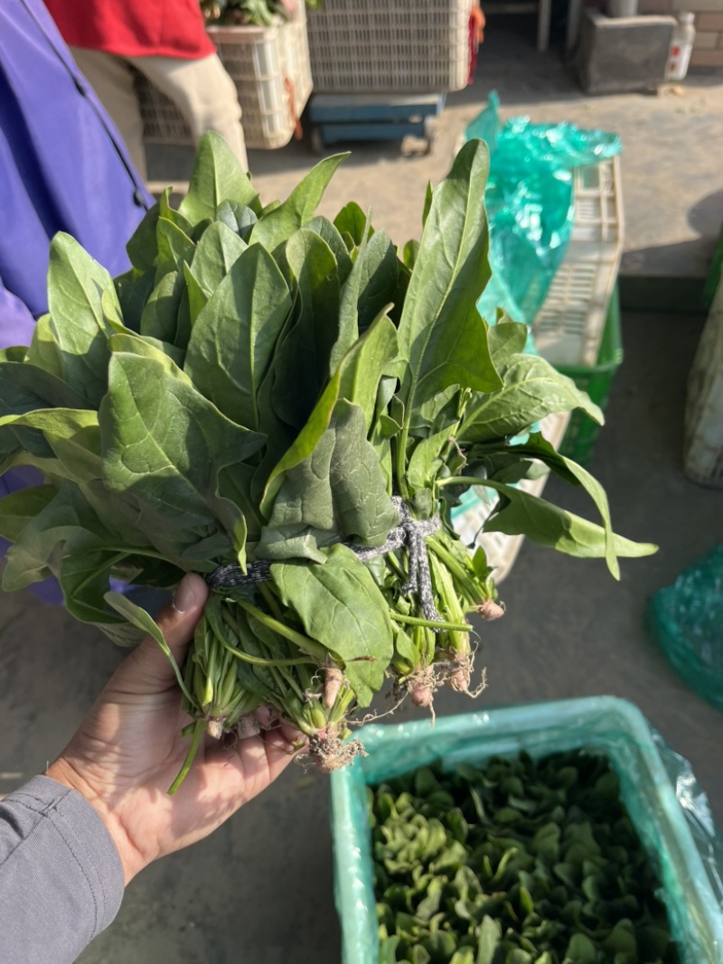 本地菠菜