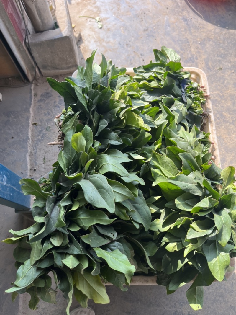 本地菠菜
