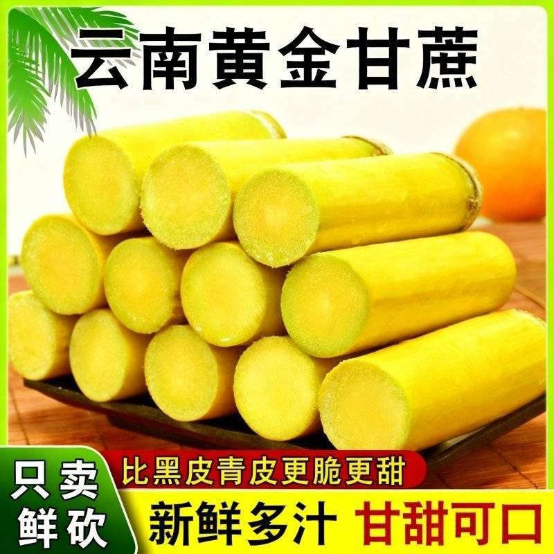 【果园直发】黄皮甘蔗现场挑货看货满意为止有工人设备装车快