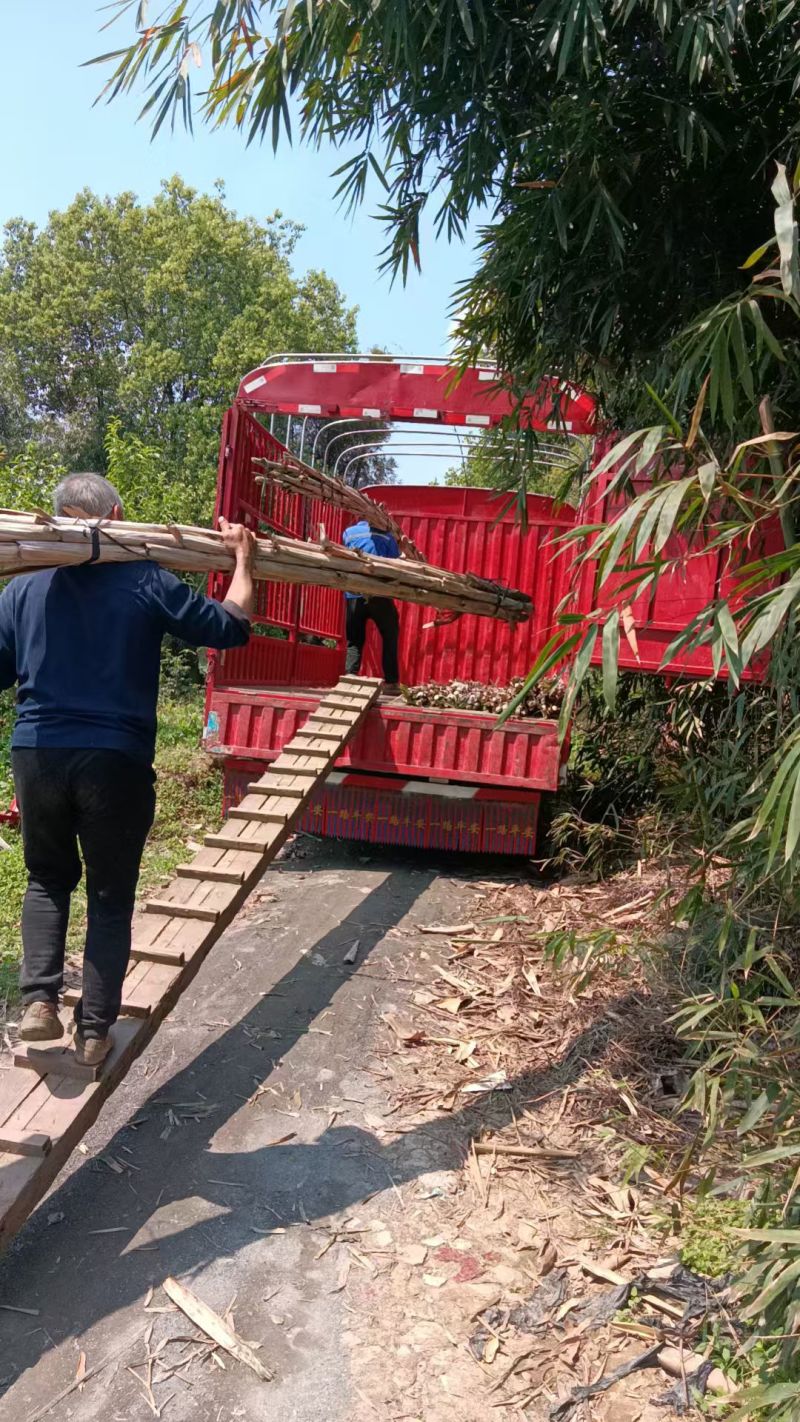 【果园直发】黄皮甘蔗现场挑货看货满意为止有工人设备装车快