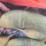 白萝卜，301白萝卜，小萝卜，基地白萝卜，精品白萝卜