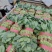 汝州精品菠菜，基地直供新鲜菠菜，露天种植无农残，叶片翠绿