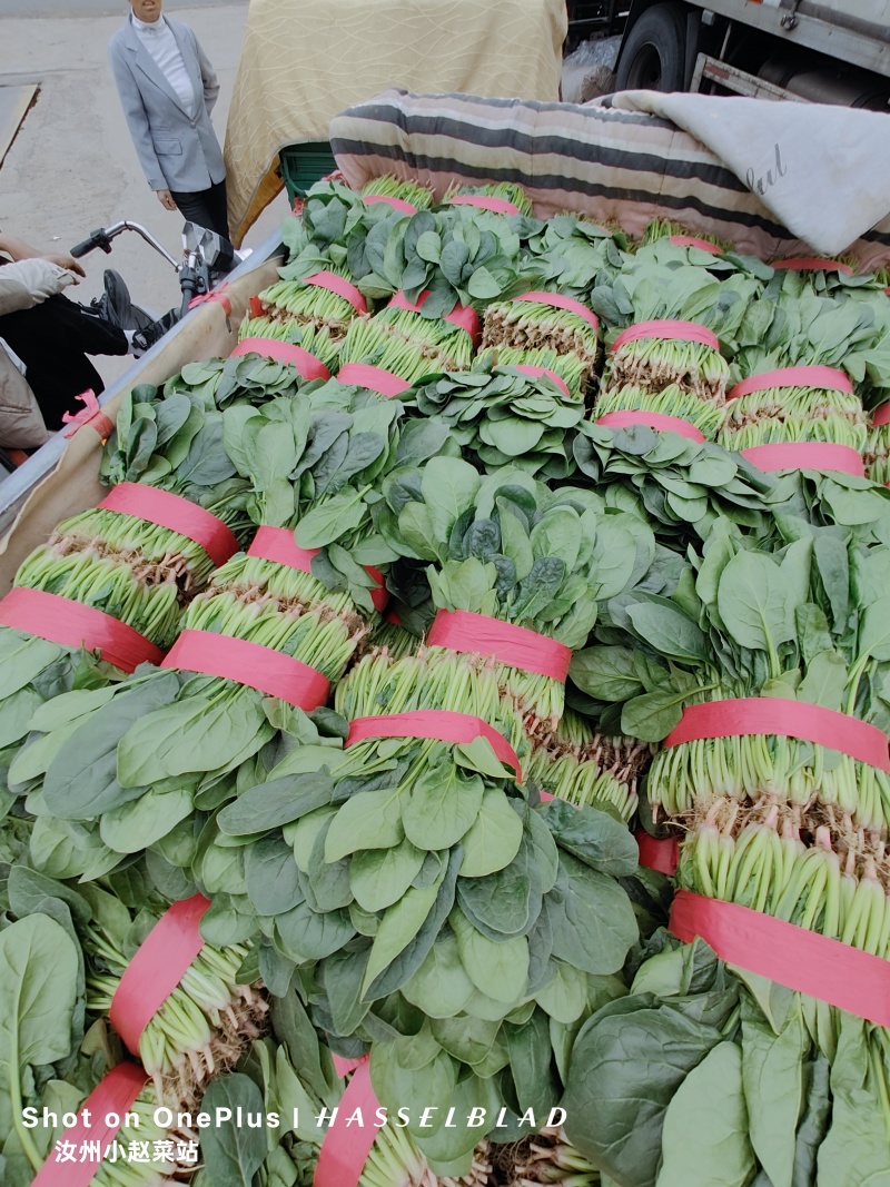 汝州精品菠菜，基地直供新鲜菠菜，露天种植无农残，叶片翠绿