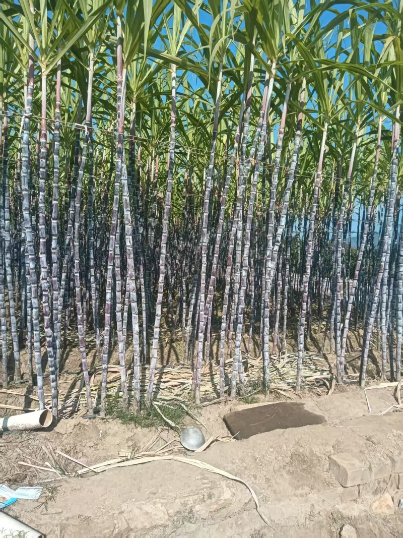 黑皮甘蔗