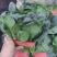 汝州精品菠菜，基地直供新鲜菠菜，露天种植无农残，叶片翠绿