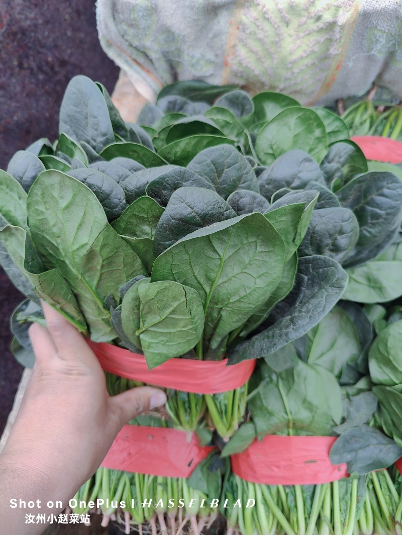 汝州精品菠菜，基地直供新鲜菠菜，露天种植无农残，叶片翠绿