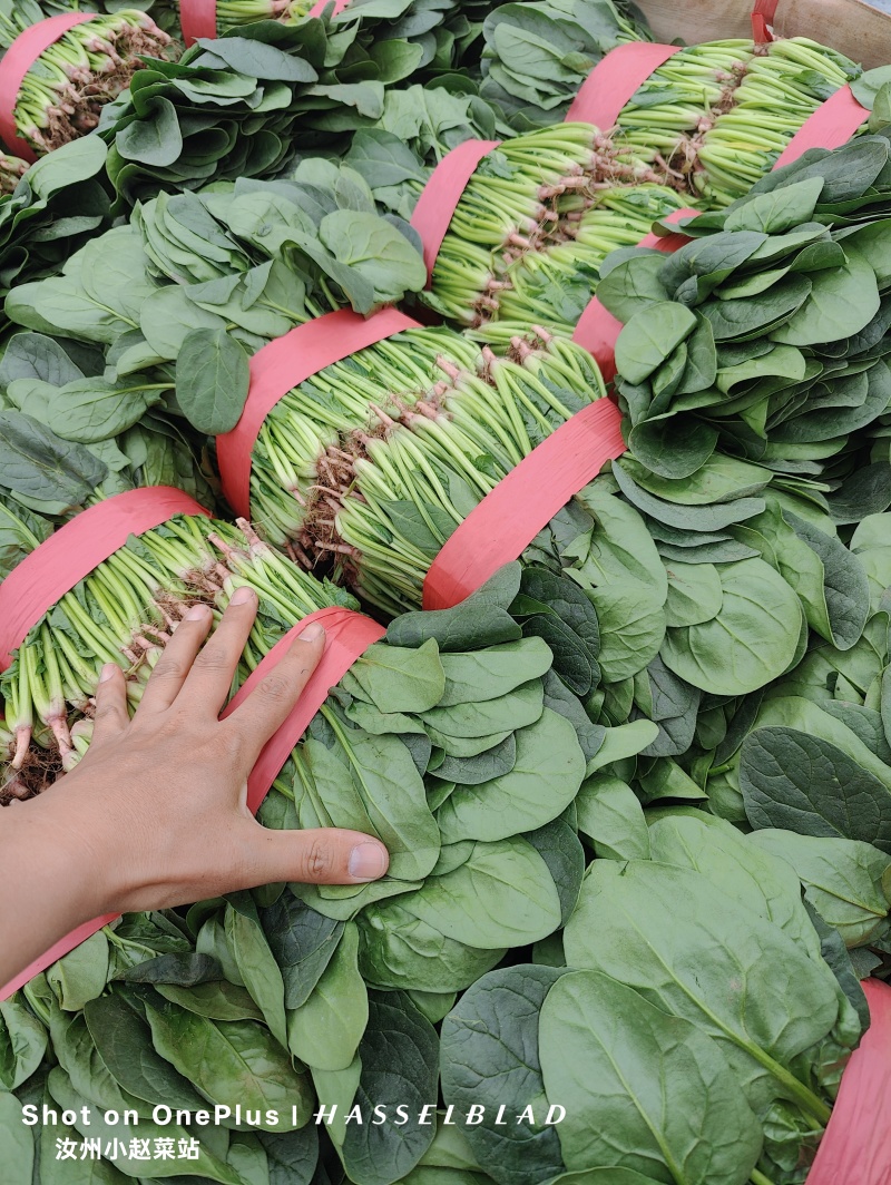汝州精品菠菜，基地直供新鲜菠菜，露天种植无农残，叶片翠绿