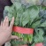 汝州精品菠菜，基地直供新鲜菠菜，露天种植无农残，叶片翠绿