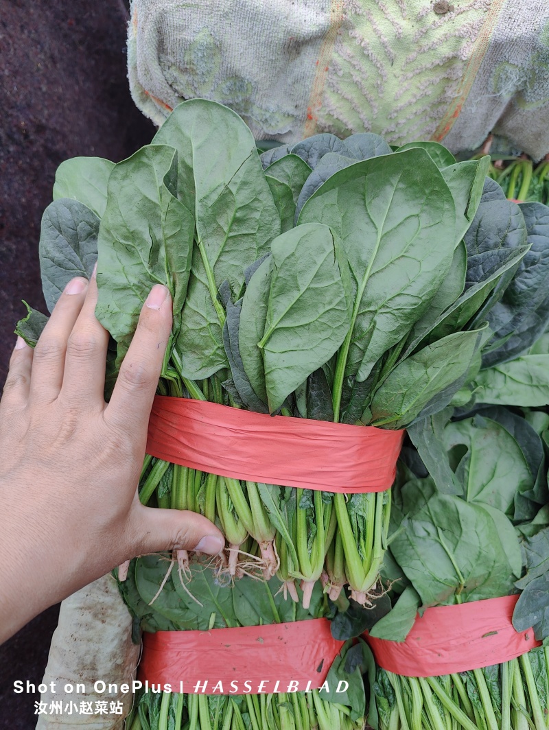 汝州精品菠菜，基地直供新鲜菠菜，露天种植无农残，叶片翠绿