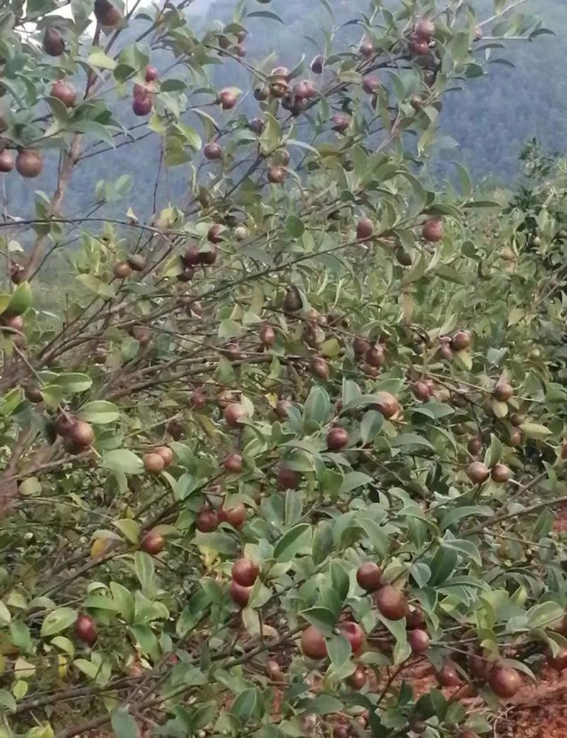 野山茶油