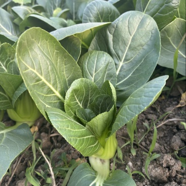 头茬精品小青菜