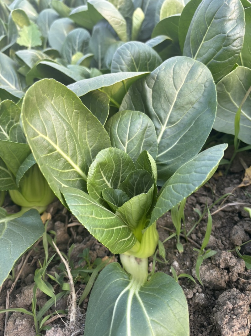 头茬精品小青菜