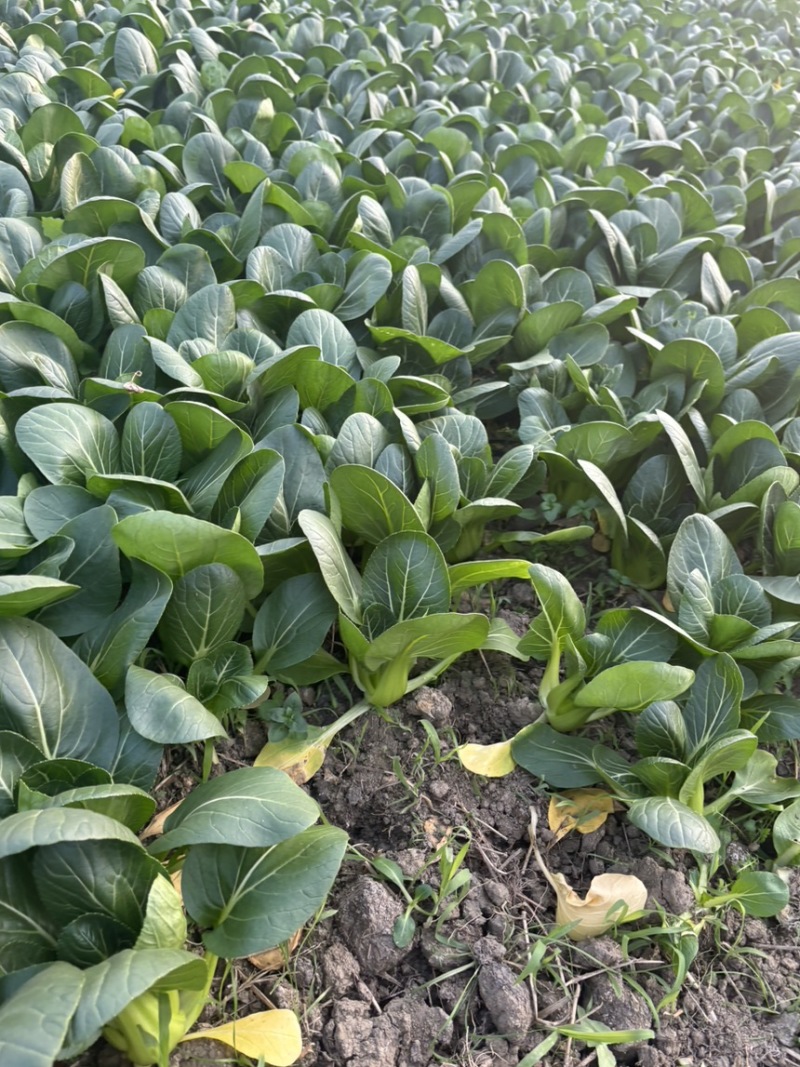 头茬精品小青菜