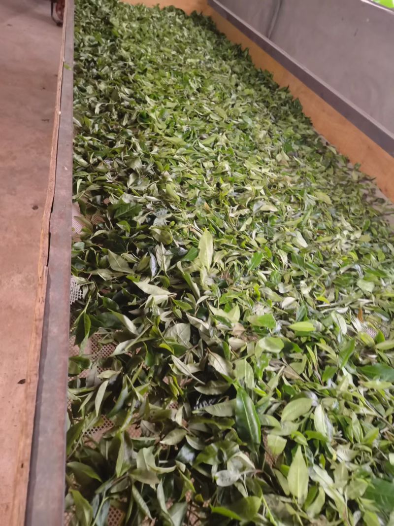 云南普洱生茶，倚邦中小叶种乔木生茶，量大从优，货真价实，