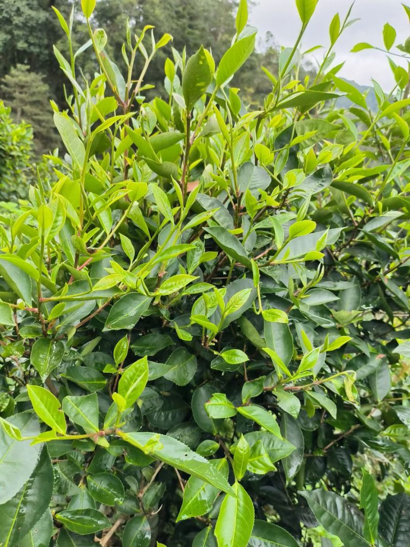 云南普洱生茶，倚邦中小叶种乔木生茶，量大从优，货真价实，