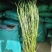 烘干提摩西草，燕麦草，甘肃产地直发大量现货，量大质优