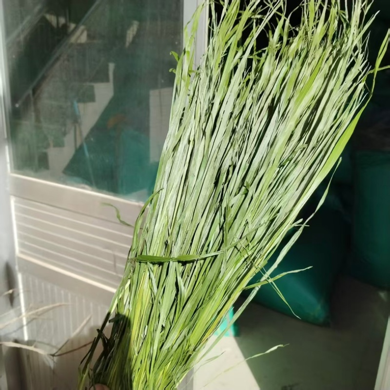 烘干提摩西草，燕麦草，甘肃产地直发大量现货，量大质优