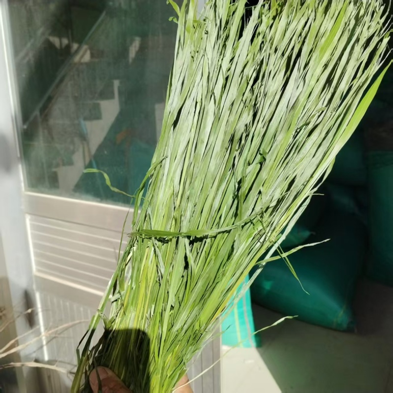 烘干提摩西草，燕麦草，甘肃产地直发大量现货，量大质优