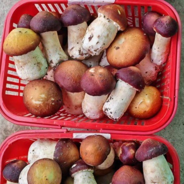 【推荐】赤松茸菇/基地直发/视频看货/品质保证/欢迎咨询