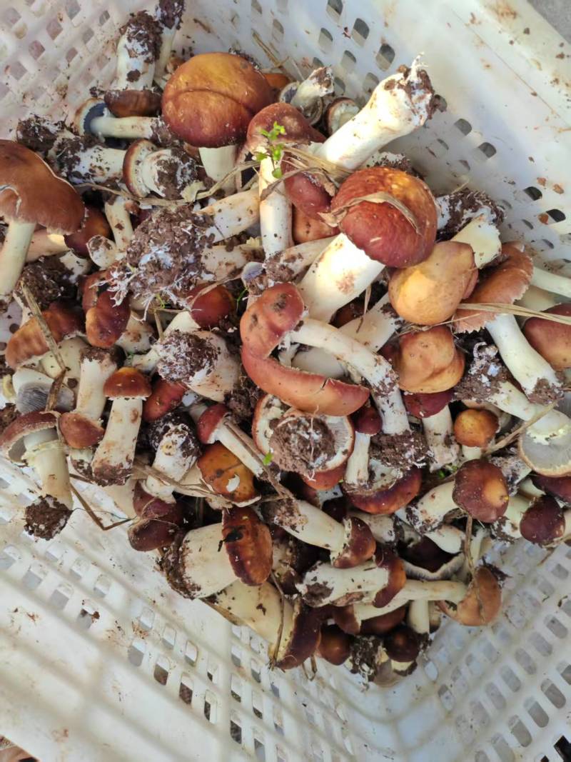 【推荐】赤松茸菇/基地直发/视频看货/品质保证/欢迎咨询