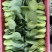 头茬精品上海青