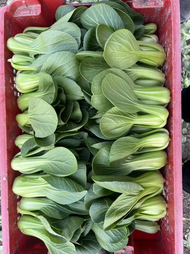 头茬精品上海青