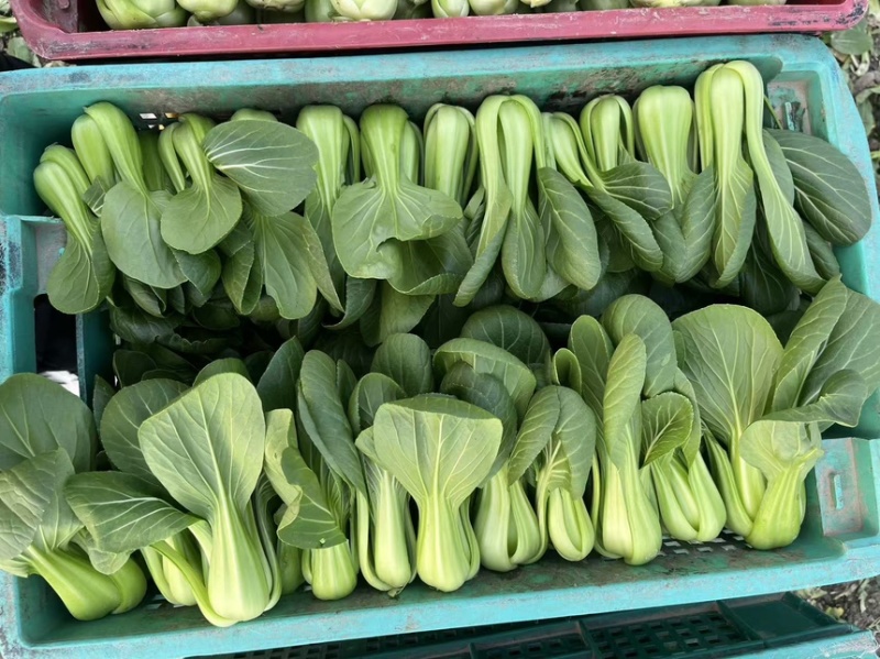 头茬精品上海青