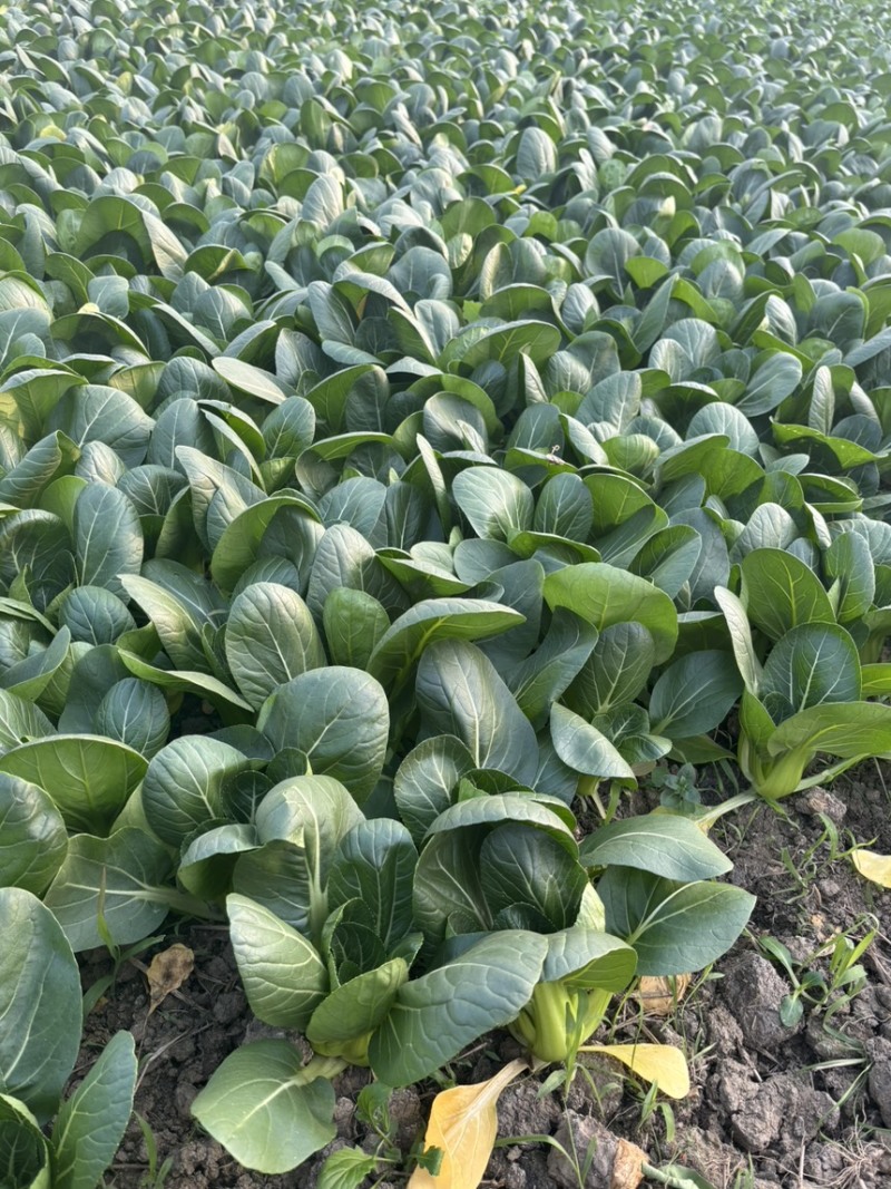 头茬精品上海青
