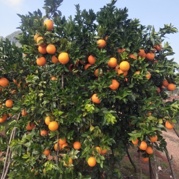 【优选】橙子，脐橙，大量上市了，千亩基地，欢迎来产地考察