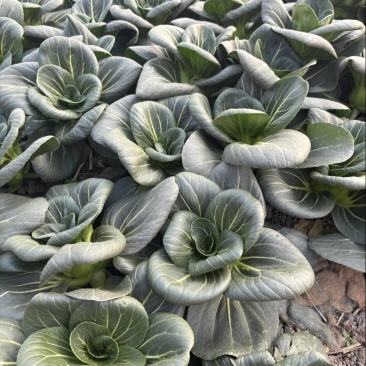 头茬精品太湖菜