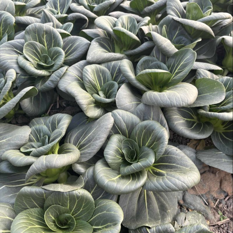 头茬精品太湖菜