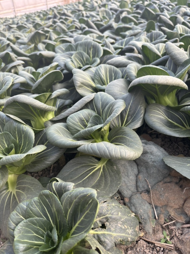 头茬精品太湖菜