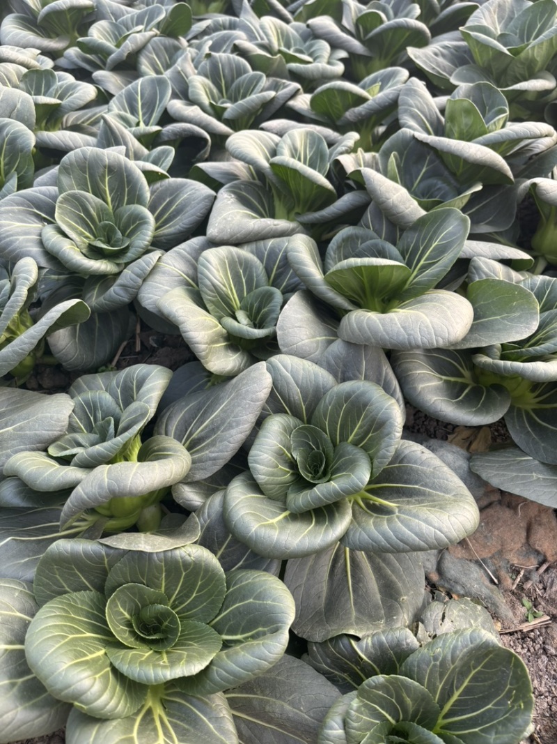 头茬精品太湖菜