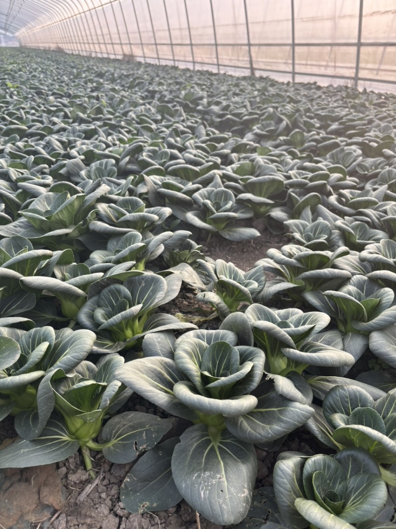 头茬精品太湖菜