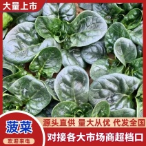 河南一手货源趴地菠菜对接全国市场量大从优欢迎询价